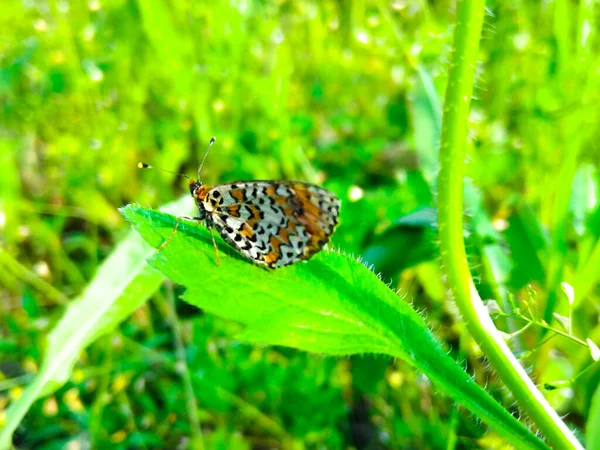 Papillon Orange Debout Sur Une Feuille Verte — Photo