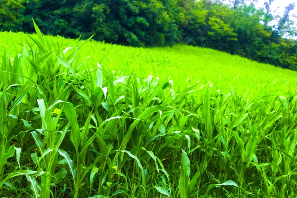 Agricultura Campo Verde Maíz Paisaje — Foto de Stock