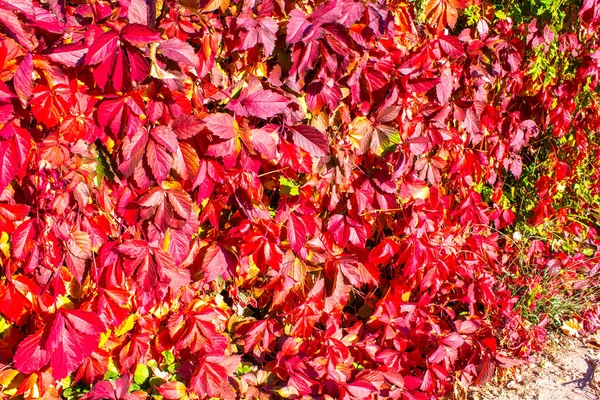 Outono Vermelho Folhas Parede Fundo — Fotografia de Stock
