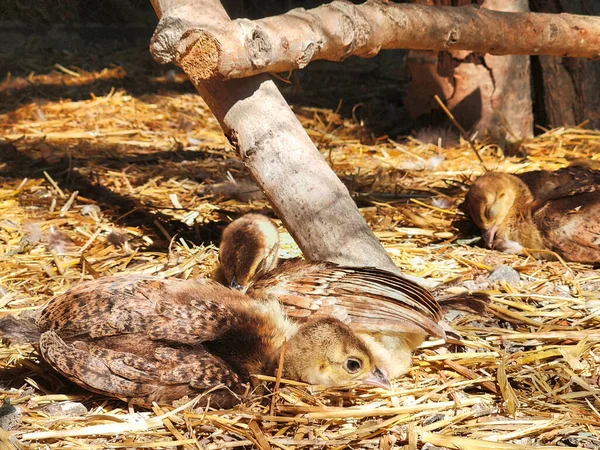 Gros Plan Paon Poussin Assis Sur Foin — Photo