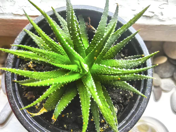 Aloe Vera Succulenta Pianta Casalinga — Foto Stock