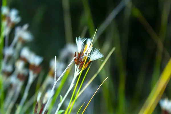 Πράσινο Γρασίδι Ξηρό Λουλούδι Φύση — Φωτογραφία Αρχείου
