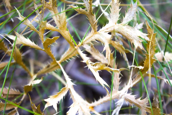 Autumn Dry Leaves Wild Plant Grass — Stock Photo, Image