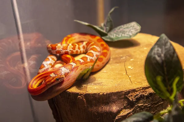 Closeup Red Snake Reptile Nature — Stock Photo, Image