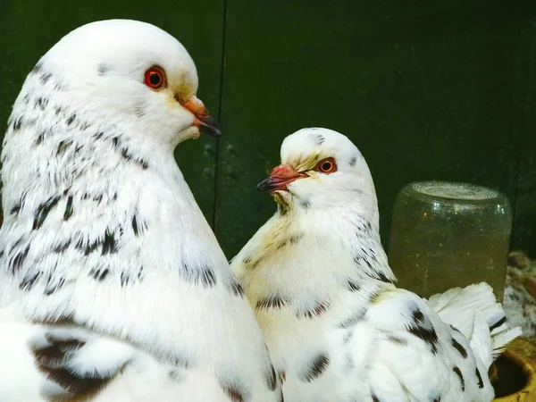 White Pigeon Dove Bird Head — Stock Photo, Image