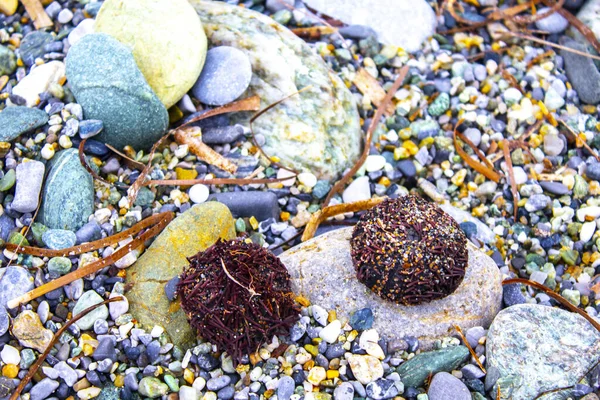 Dry Urchin Rock Beach Sunlight Highlighting All Spikes Typical Creature — 스톡 사진