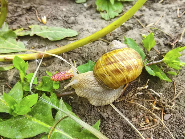 蜗牛花园草本植物绿草 — 图库照片