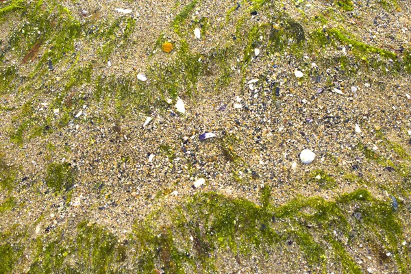 Řasy Písečné Pláži Pozadí Textury — Stock fotografie