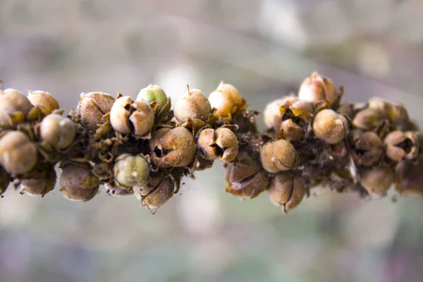 Осенний Сухой Цветок — стоковое фото