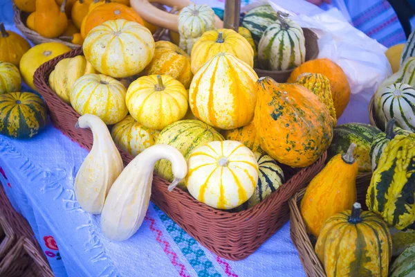 Little decorative pumpkins. Autumn Harvest Thanksgiving.A group of little colorful pumpkins. Multicolored decorative pumpkins on autumn festival. yellow little pumpkins.