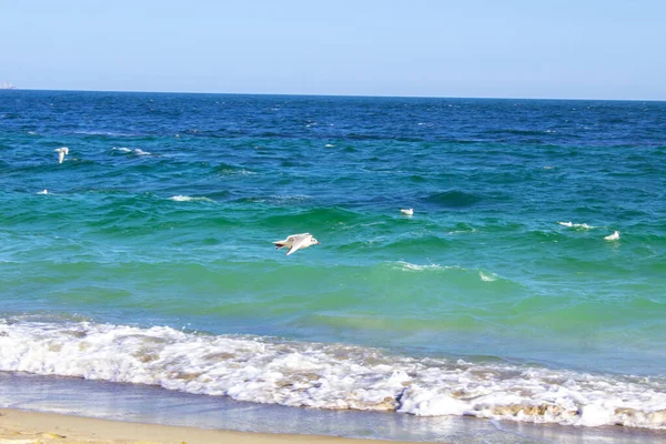 Uccello Gabbiano Che Vola Sul Mare Spiaggia — Foto Stock