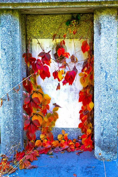 Mur Brique Lierre Rouge Feuilles Automne Rouge Fond Mur — Photo