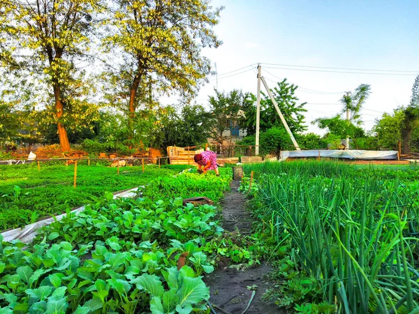 Frühling Sämlinge Plantage Feld Wachsen Gartenarbeit — Stockfoto