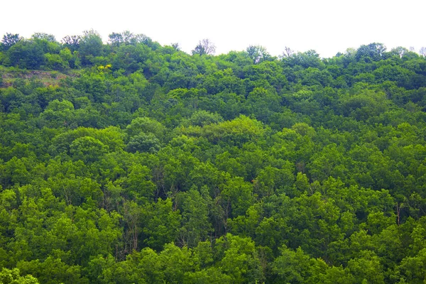 Горный Лес Рассвете Мягкий Туман Воздухе Живописный Пейзаж Видом Холмы — стоковое фото