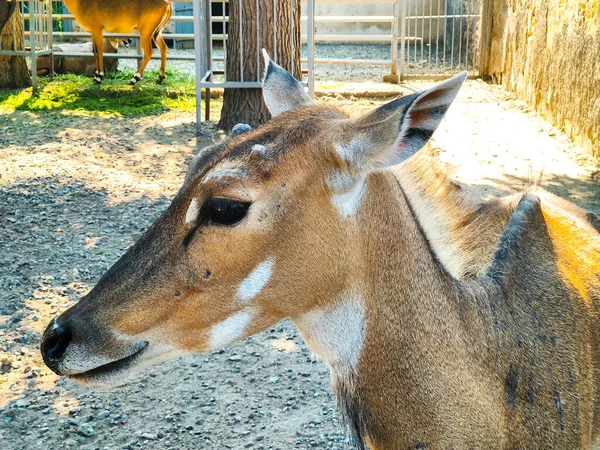 Impala Ram Grama Close — Fotografia de Stock