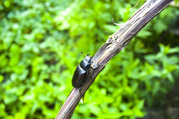 Lucanus Cervus Femelle Sur Tronc Arbre — Photo