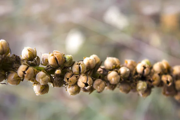 Samen Trockener Wildblumen Herbst — Stockfoto