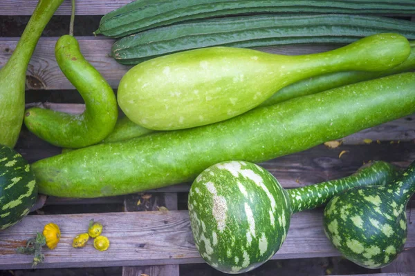 Loofah Segar Dan Labu Sayuran Untuk Latar Belakang Panen — Stok Foto