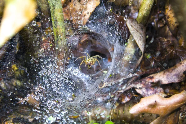 Detailní Pavouk Webu Makro Hmyz — Stock fotografie