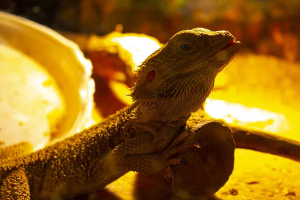 Yaklaş, sarı ışıktaki iguana kertenkele sürüngen