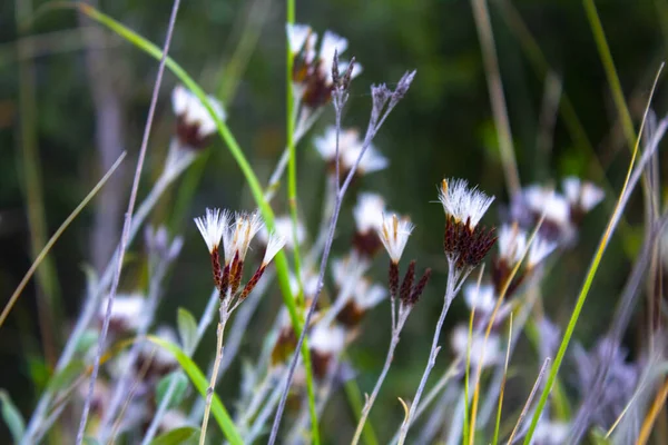 Herbe Verte Fleur Sèche Nature — Photo