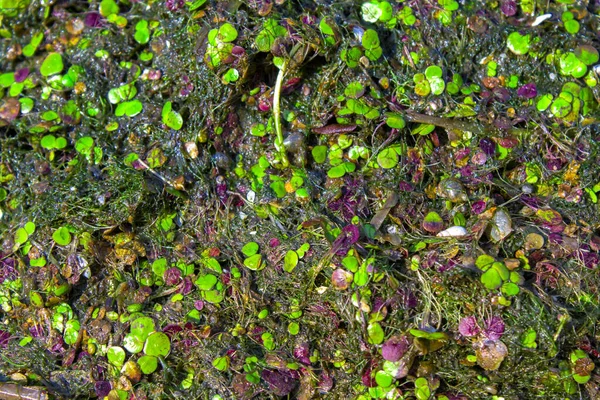 水中の海藻の背景の質感 — ストック写真