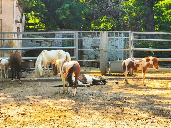 Pony horses standing near wooden fence