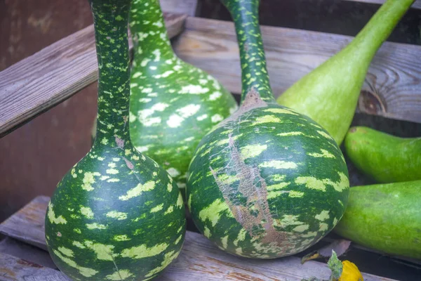 Frische Loofah Und Kürbisse Gemüse Für Den Hintergrund Ernte — Stockfoto