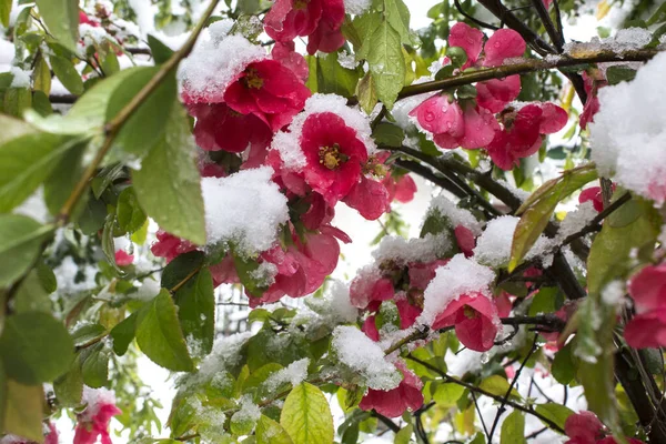 Roze Bloemen Sneeuw Eerste Sneeuw Viel Roze Bloemen Met Groene — Stockfoto