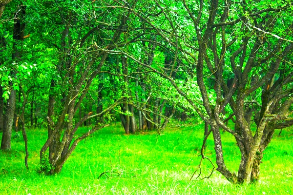 Grön Sommar Skog Natur Landskap — Stockfoto