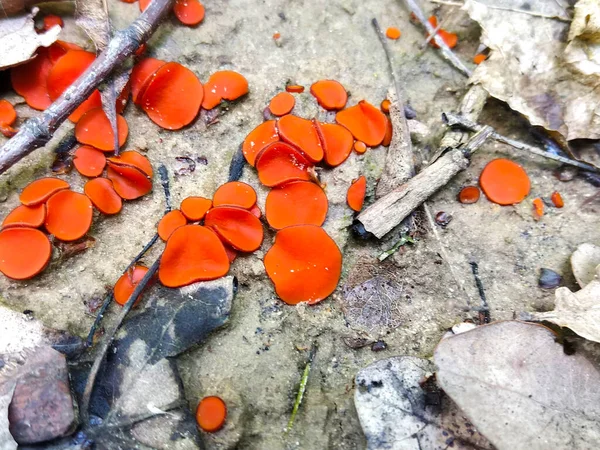 Peziza Hongo Interesante Que Parece Bol Naranja — Foto de Stock