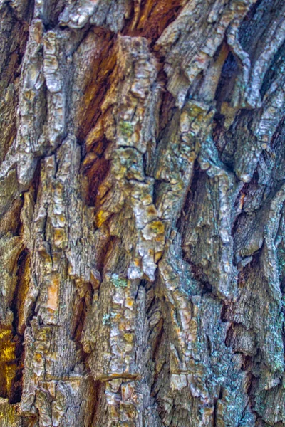 Ξύλο Δέντρο Φλοιού Υφή Φόντο — Φωτογραφία Αρχείου