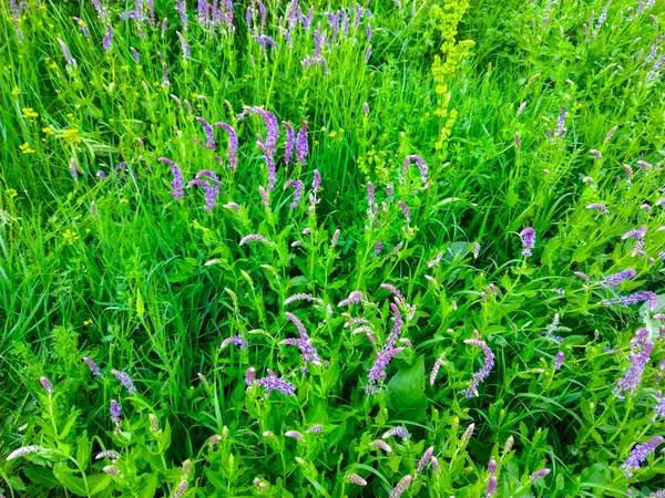 Lavendel Blomma Buske Äng Trädgård — Stockfoto