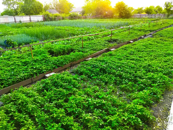 Manantiales Campos Plantación Siembra Cultivan Jardinería — Foto de Stock