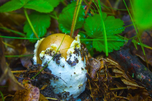 Őszi Erdőben Termesztett Gomba Esőkabátok — Stock Fotó