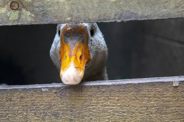 Gros Plan Oie Regardant Travers Clôture Ferme Extérieure — Photo