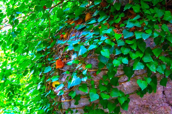 Keř Zelené Listy Větve Břečťan — Stock fotografie