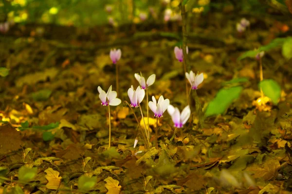 Ciclamen Flor Montaña Naturaleza — Foto de Stock