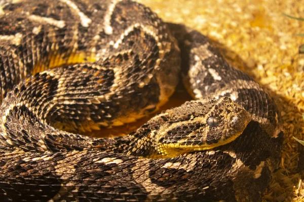 Бурая Гадюка Животное Рептилия — стоковое фото