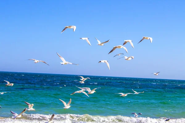 Ave Mar Volando Mar Playa — Foto de Stock