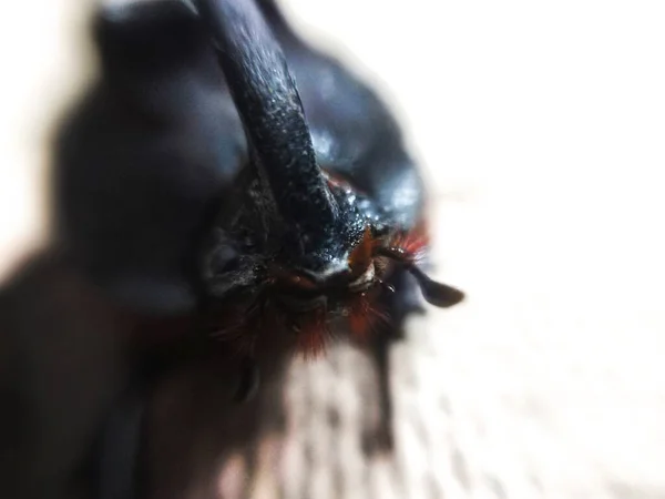 白色背景上的棕色大甲虫 — 图库照片