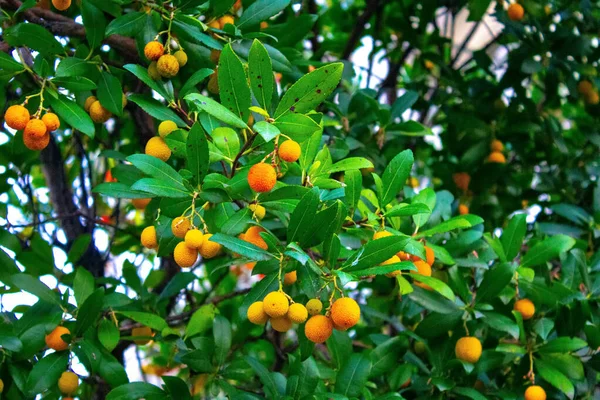 A tropical fruit tree: Red litchi on the tree