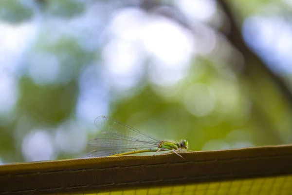 Gros Plan Petit Insecte Vert Libellule — Photo