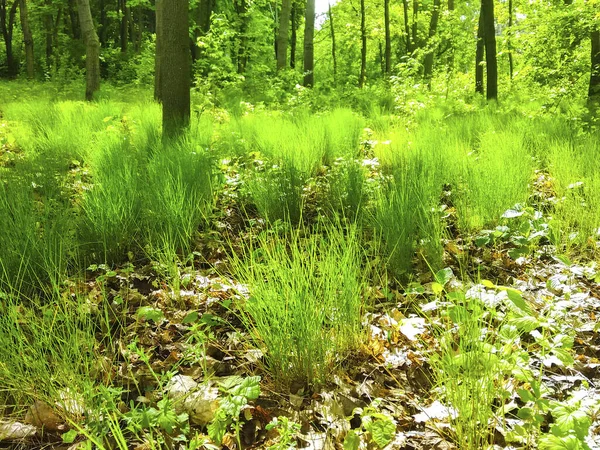 Bahar Yeşili Orman Çimeni Doğayı Terk Eder — Stok fotoğraf