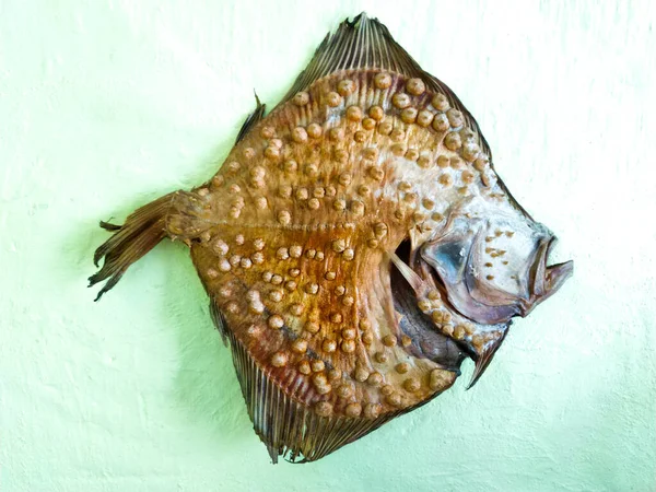 One salty dried flounder fish. Traditionally dried flounder. Salty dried fish on white background.