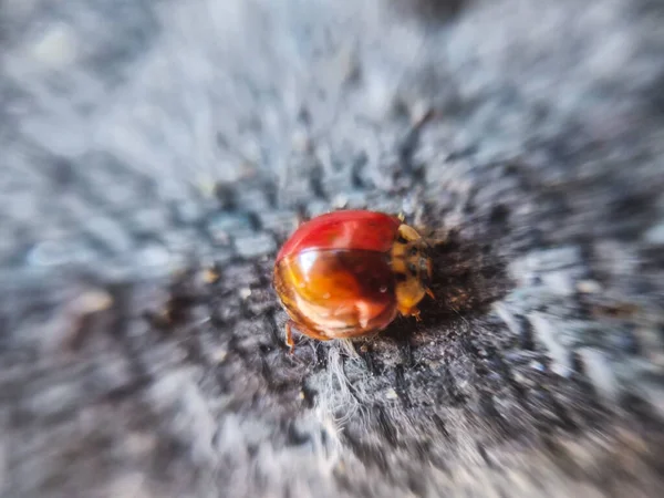 Macro Closeup Ladybug Fundo Marrom — Fotografia de Stock