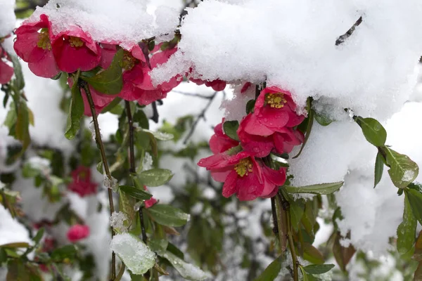 Roze Bloemen Sneeuw Eerste Sneeuw Viel Roze Bloemen Met Groene — Stockfoto