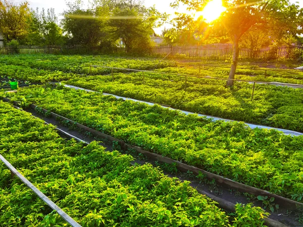 Manantiales Campos Plantación Siembra Cultivan Jardinería — Foto de Stock