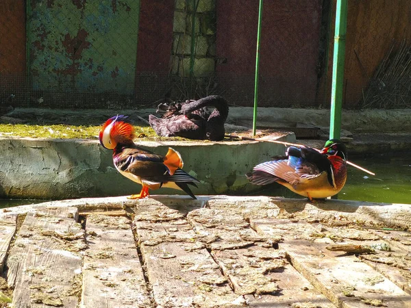 Mandarim Pato Pássaros Natureza Jardim — Fotografia de Stock