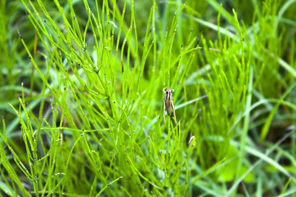 Çekirge Cırcır Böceği Yeşil Çimen Arka Planı — Stok fotoğraf